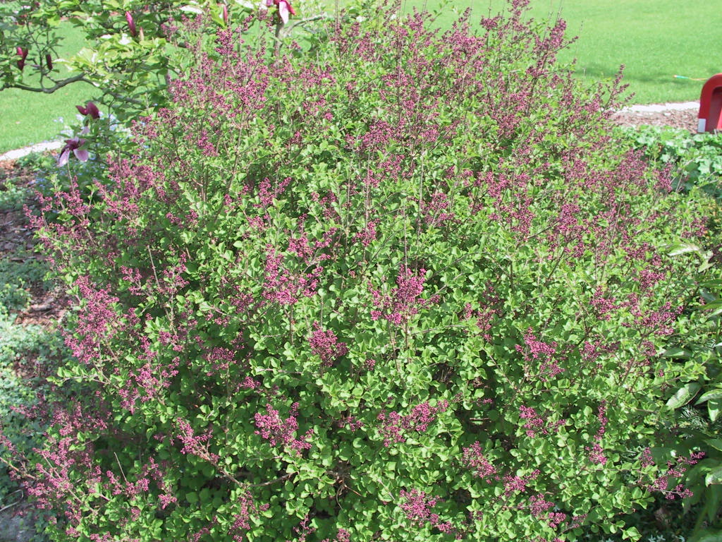 Syringa meyeri Palibin 08.jpg